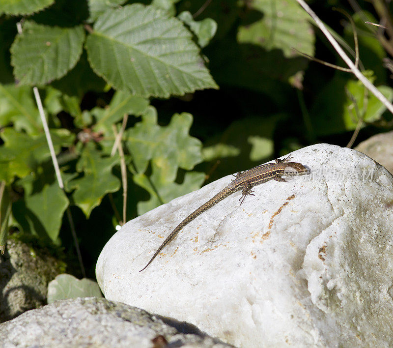 普通壁虎(Podarcis muralis)幼